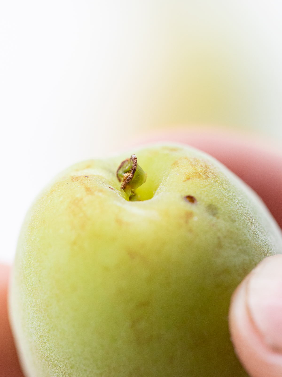 The beautifully removed plum stem