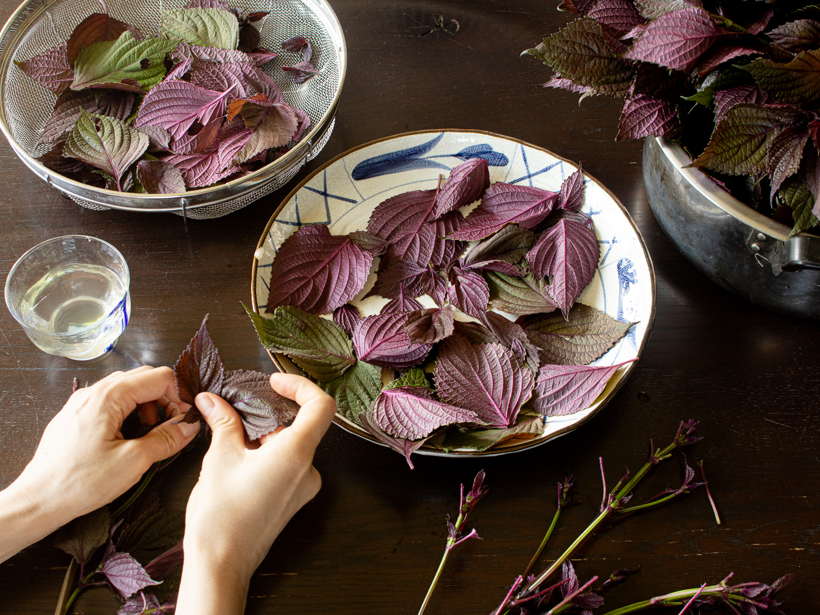 Separating red shiso leaves from stems and laying them on plates or a colander to air-dry.
