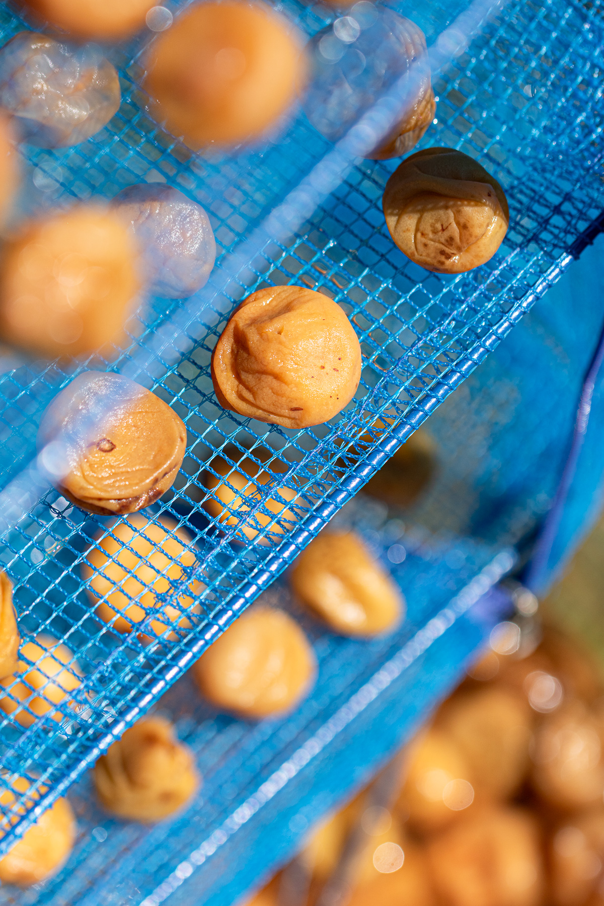 網かごにくっつかないように並べて干した梅干し