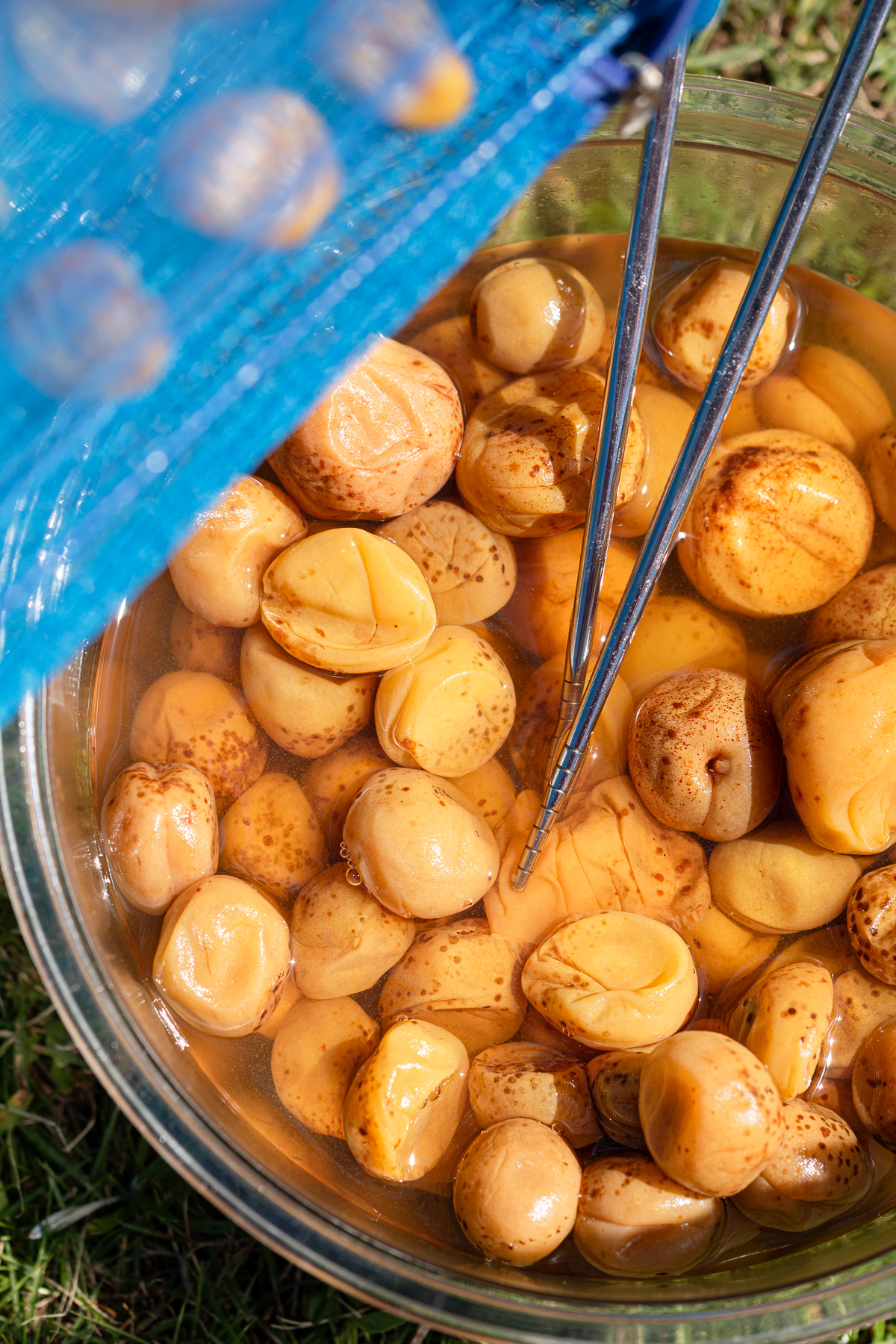 Umeboshi laid out on a food rack, ready for sun-drying