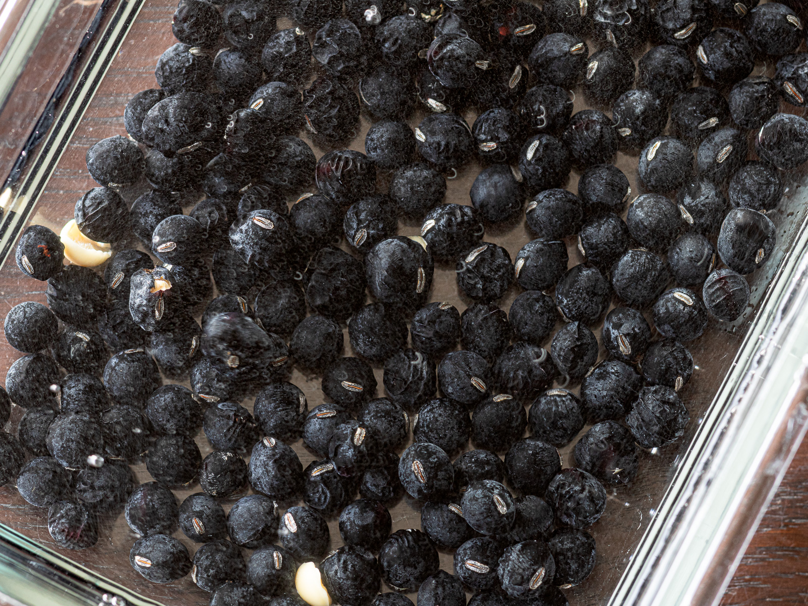 水に浸して戻している乾燥黒豆。圧力鍋で煮る前の下準備工程